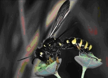 Digger Wasp